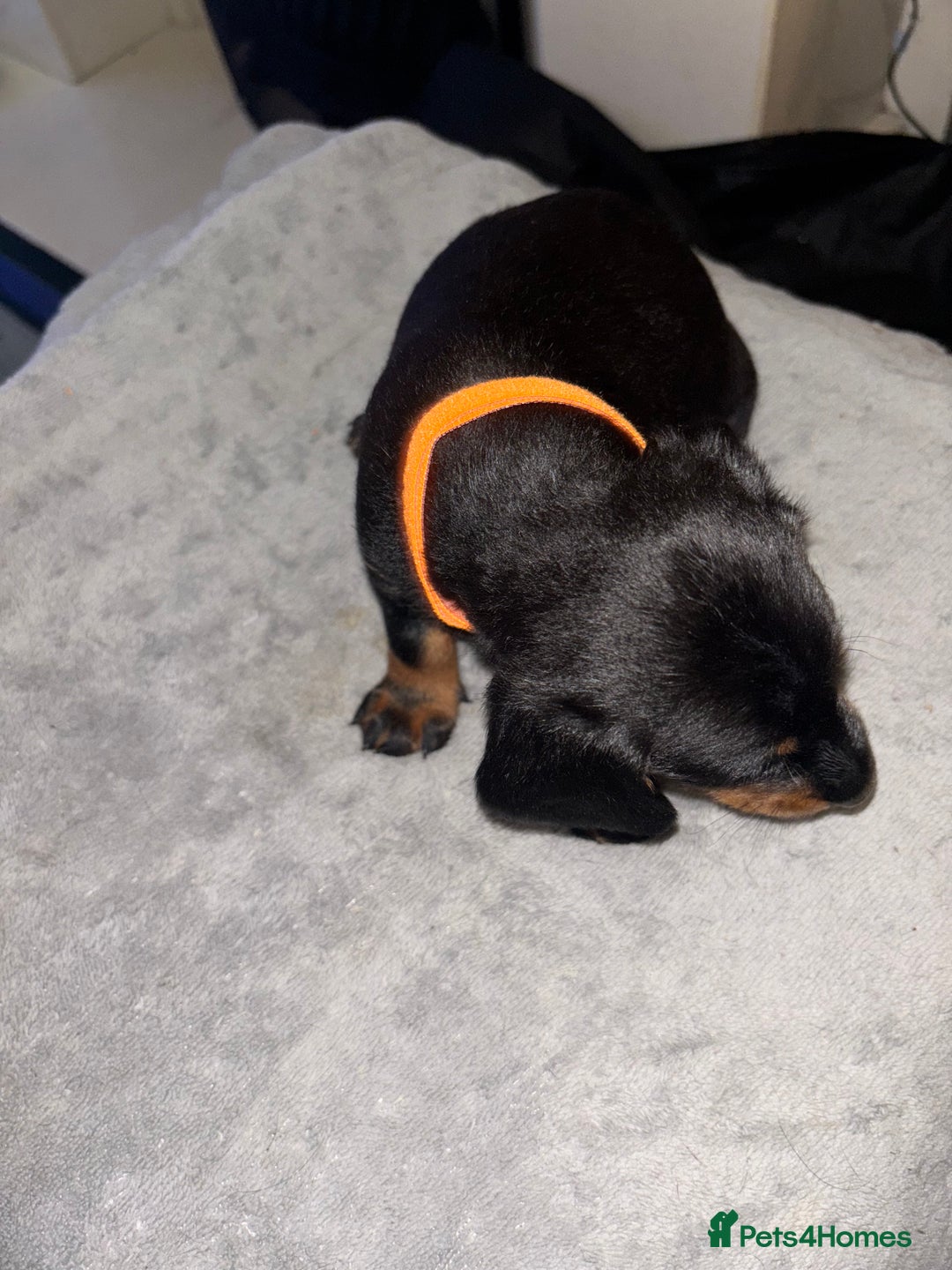 Mixed Breed dogs for sale: Doxiepoo puppies  - Image 9