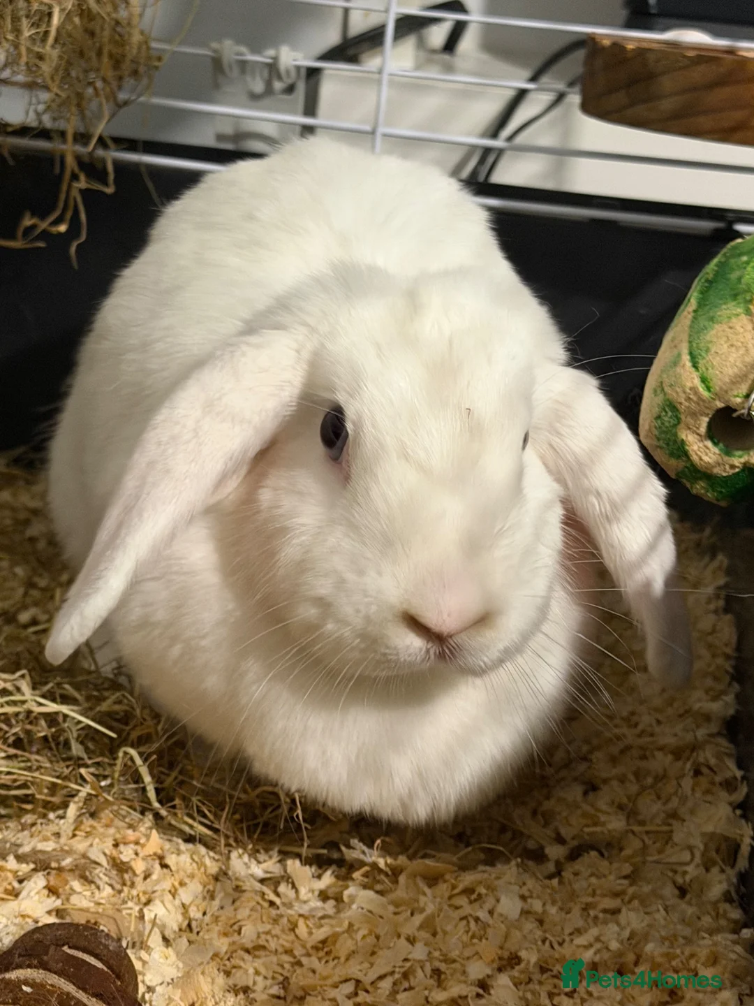Mixed Breed rabbits for sale: Rabbit  in Sheffield - Advert 2