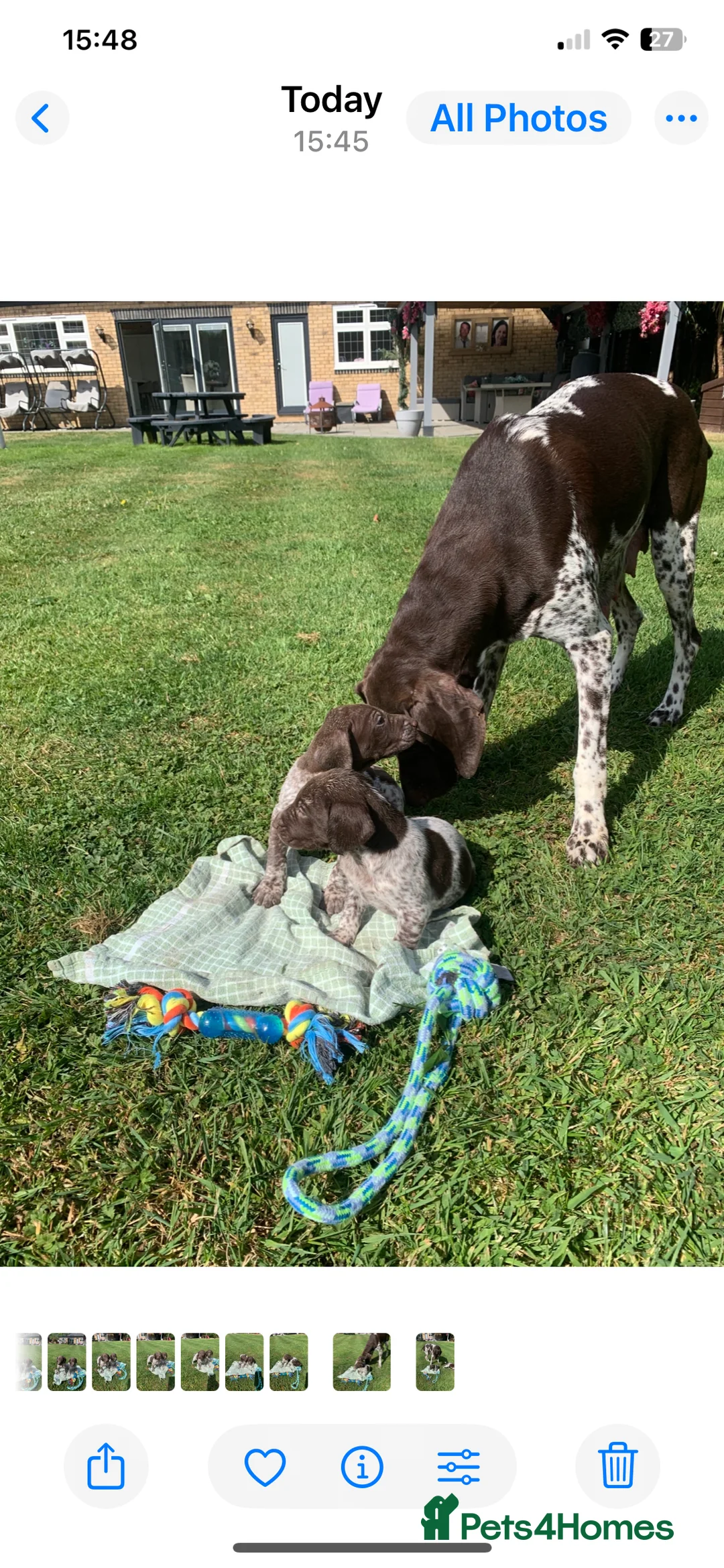 German Shorthaired Pointer dogs for sale: TOP CLASS GERMAN SHORTHAIRED POINTER PUPPIES  - Advert 2