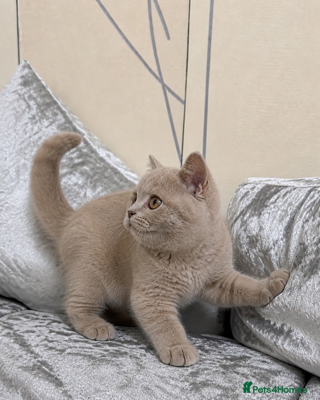 British Shorthair cats Two Lilac British Shorthair Girls - Ready Now - Advert 1