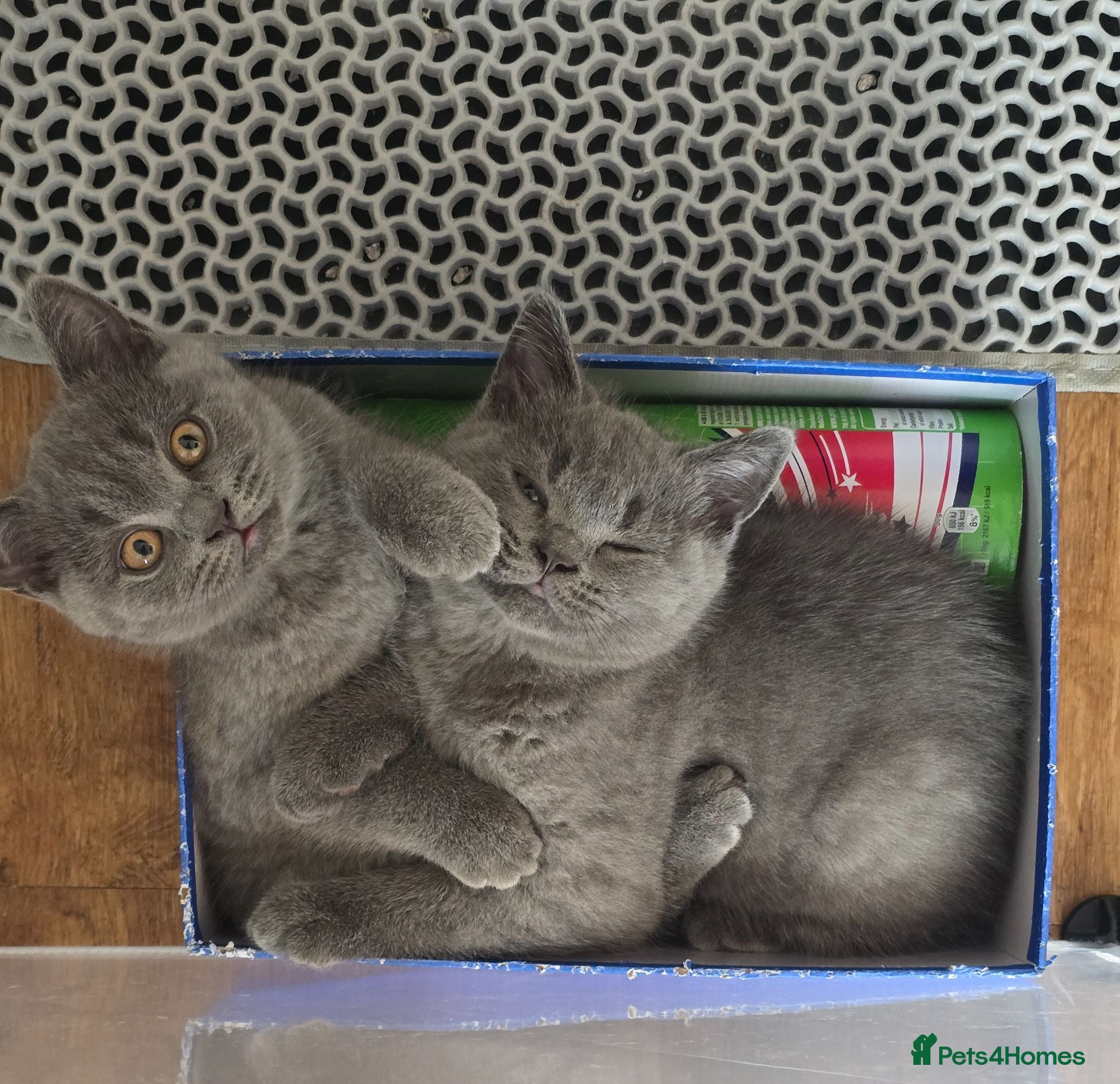 British Shorthair cats for sale: Beautiful British Shorthair Kittens  - Advert 1