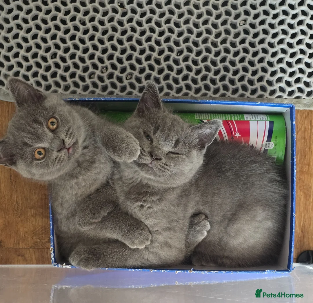 British Shorthair cats for sale: Beautiful British Shorthair Kittens  - Advert 1