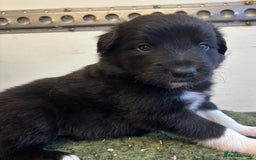 Border Collie dogs for sale: Border Collie Pups  - Image 4
