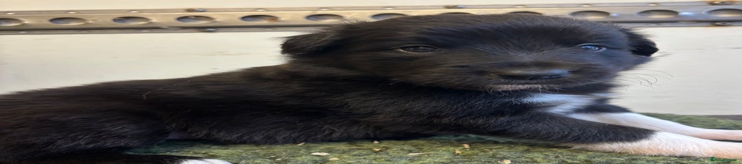 Border Collie Puppy 3