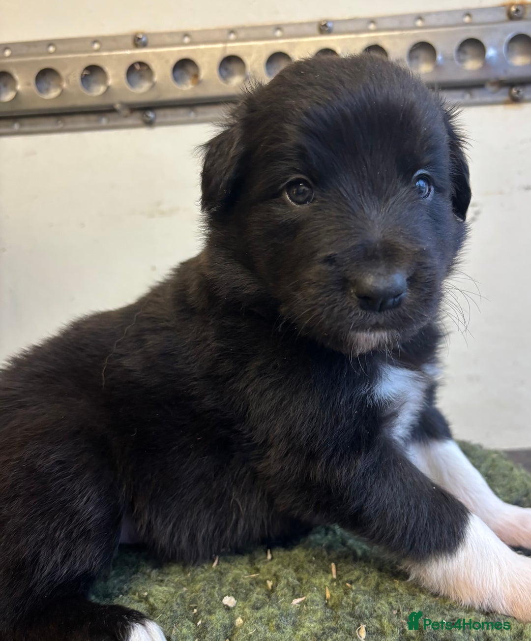 Border Collie dogs for sale: Border Collie Pups  - Image 4