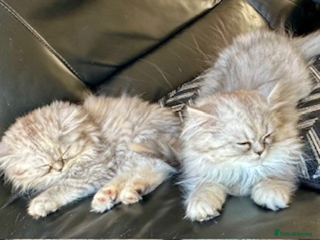 Persian cats for sale: Two multicoloured Persian females - Image 6