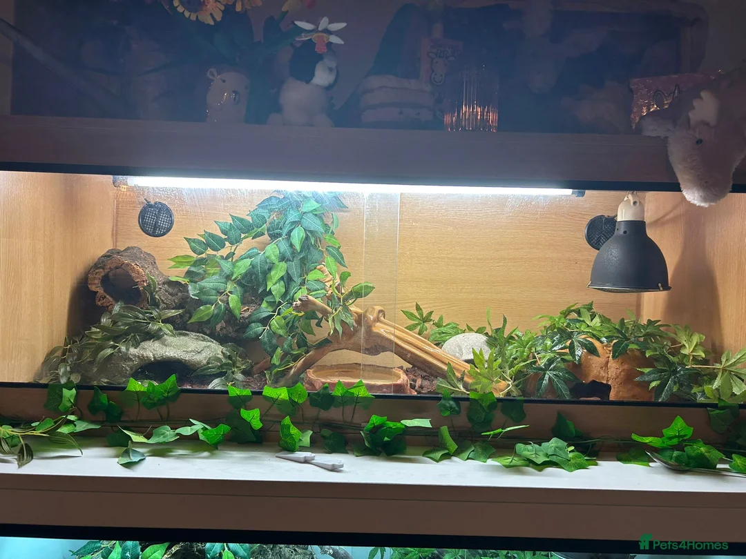 Corn Snake reptiles for sale: Male Cornsnake and Vivarium all items included - Advert 4