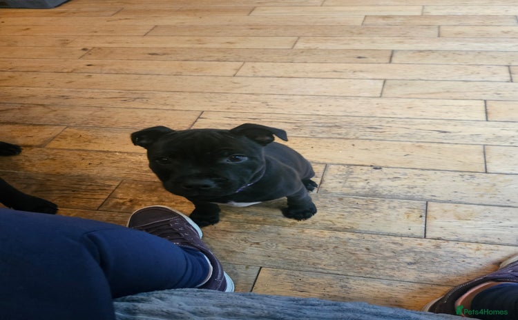 Staffordshire Bull Terrier dogs - Advert 1