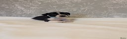 Jack Russell dogs for sale: Jack Russell puppies  - Advert 3