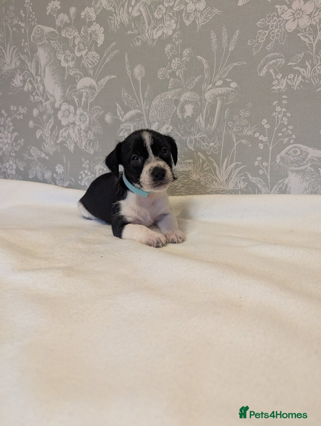 Jack Russell dogs for sale: Jack Russell puppies  - Advert 3