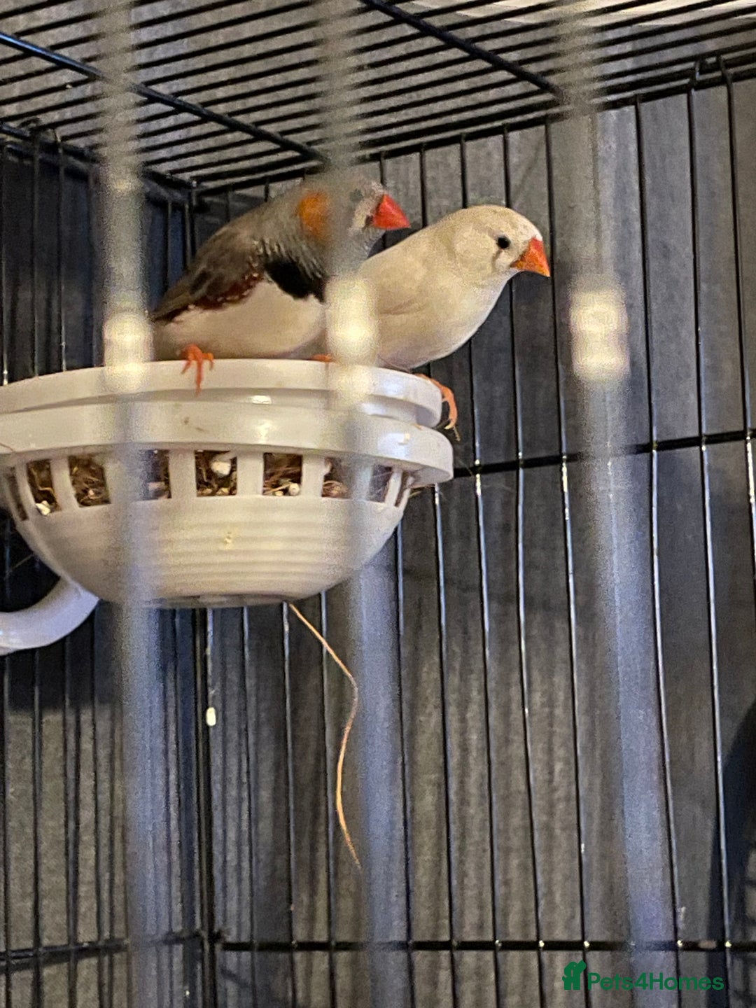 Finches birds for sale: Young Zebra finches  - Advert 4