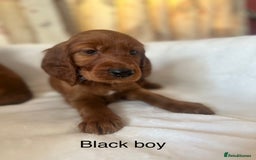 Irish Setter dogs for sale: Irish Setter Puppies 💜 - Image 35