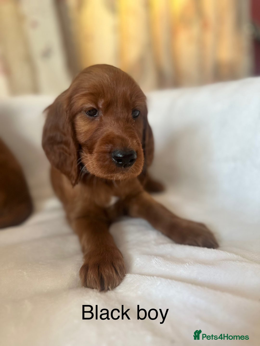 Irish Setter dogs for sale: Irish Setter Puppies 💜 - Image 35