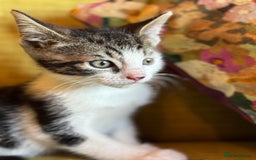 Mixed Breed cats for sale: 7 happy kittens ready for their new home - Image 7