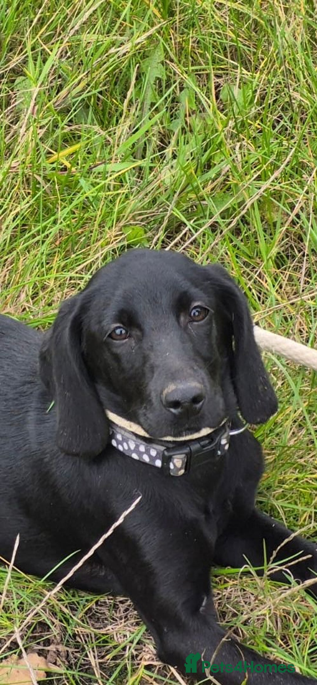 Mixed Breed dogs for adoption: Bella * Labrador x Cocker * 240799 - Image 2