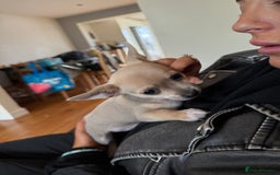 Chihuahua dogs for sale: Female Chihuahua  - Image 2