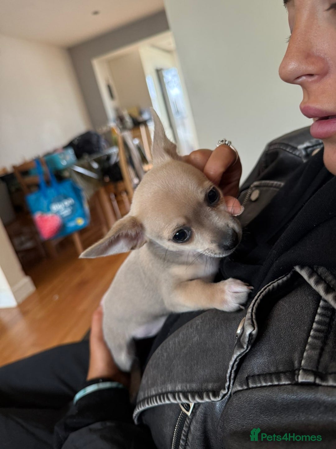 Chihuahua dogs for sale: Female Chihuahua  - Image 2