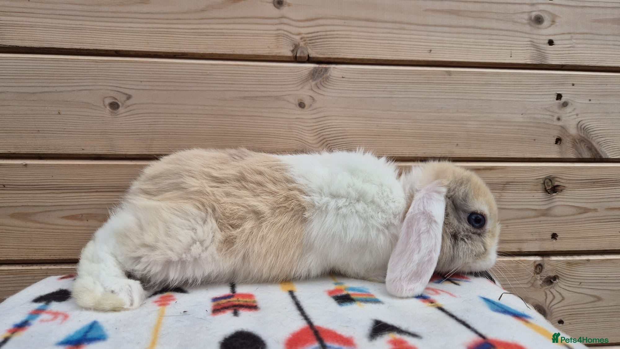 Mini Lop rabbits 2 Mini lops and 4 lionlops  8 weeks old 31/07/26 - Advert 1
