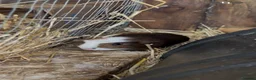 Guinea Pig rodents for sale: Guinea pigs in Ipswich - Advert 3