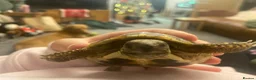 Hermann Tortoise reptiles for sale: Hermann tortoise complete setup in Maesteg - Advert 3