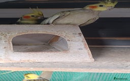 Cockatiels birds for sale: 3 cocketiels for sale - Image 7