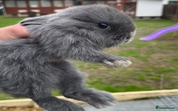 Lionhead rabbits for sale: Baby bunnies  - Image 5