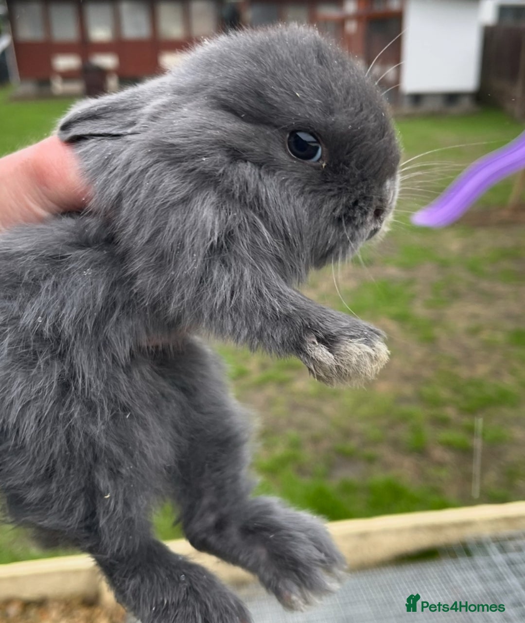 Lionhead rabbits for sale: Baby bunnies  - Image 5