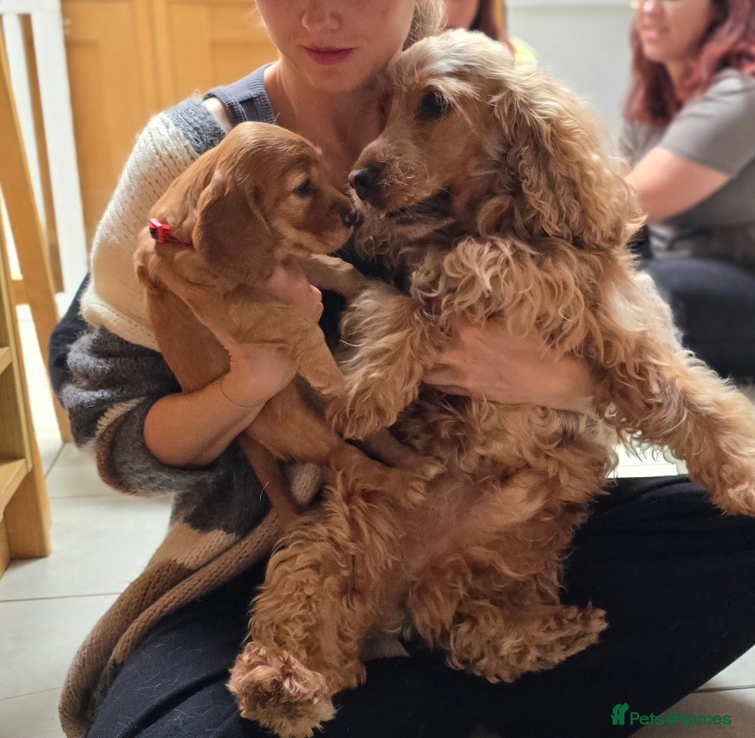 Cocker Spaniel dogs for stud: KC reg Show Cocker Spaniel Stud Proven in Bristol - Image 7