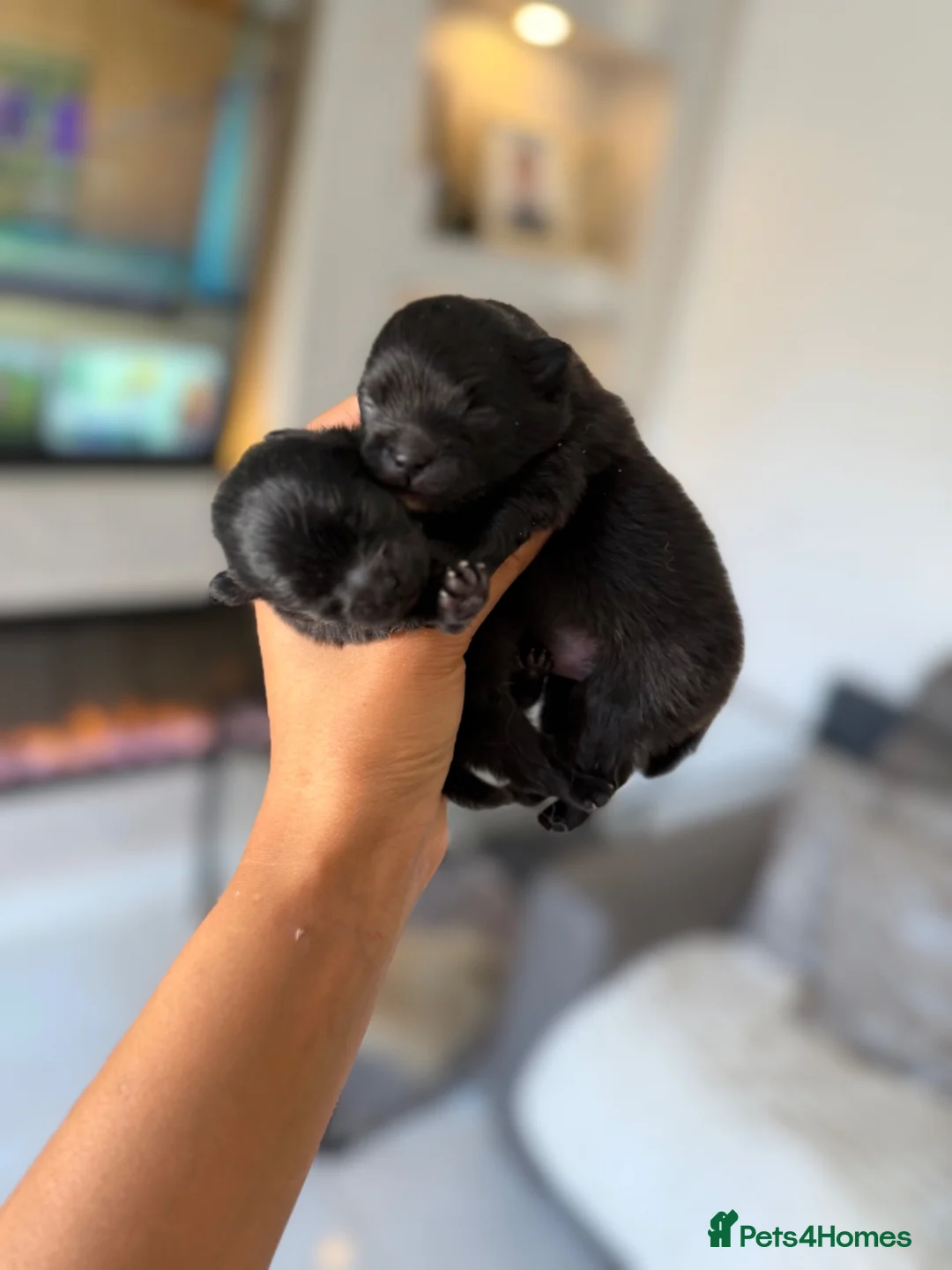 Pomeranian dogs for sale: Stunning Jet Black Pomeranian in Wednesbury - Advert 2