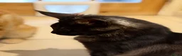 Mixed Breed cats for sale: 3/4 Maine Coon,stunning babies - Advert 3