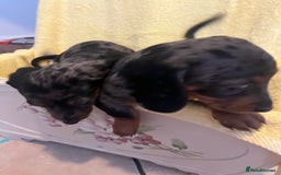 Dachshund dogs for sale: Beautiful dachshunds puppies  - Image 6