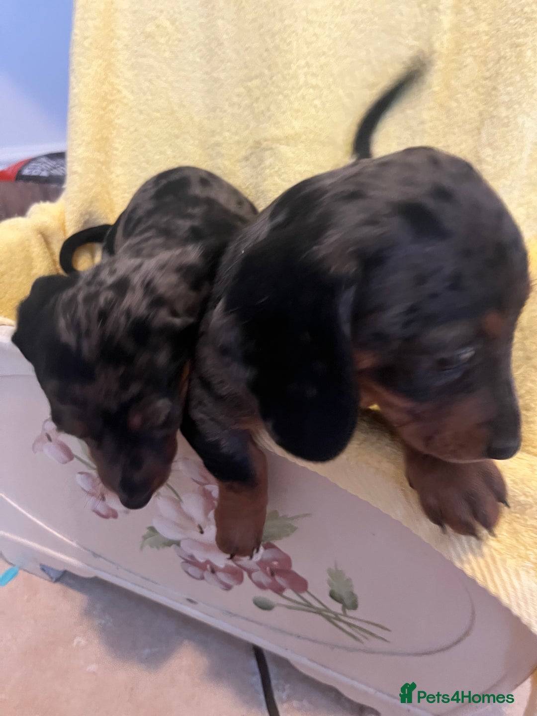 Dachshund dogs for sale: Beautiful dachshunds puppies  - Image 6