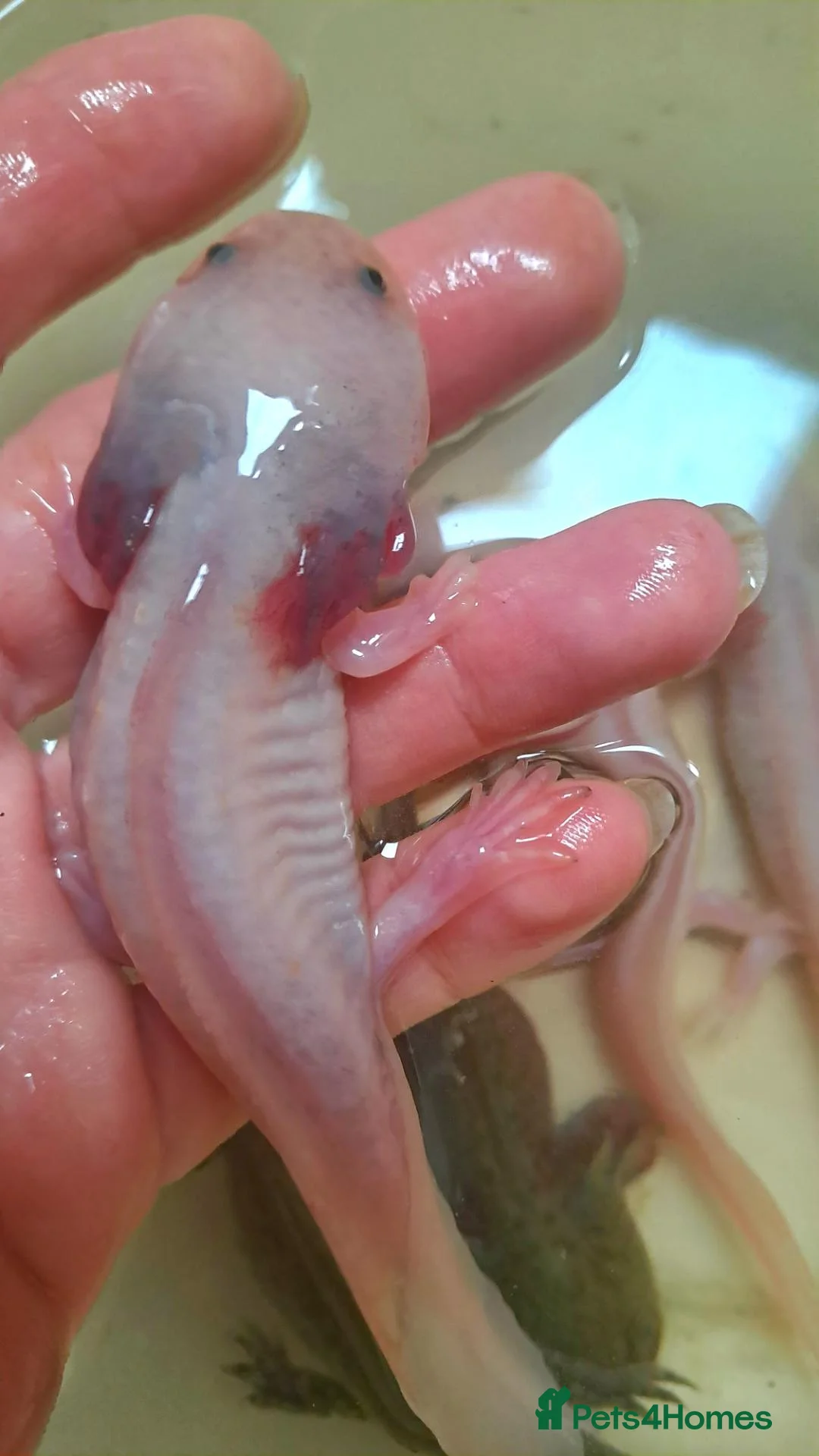 Axolotl reptiles for sale: Baby axolotls - Advert 1