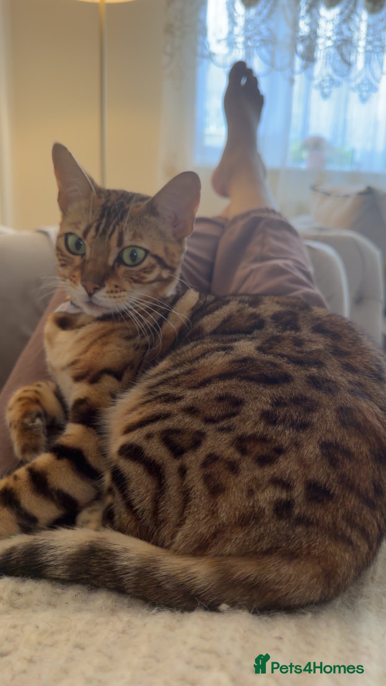 Bengal cats Bengal female cat - Advert 13