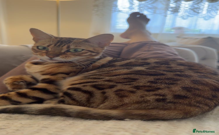 Bengal cats Bengal female cat - Advert 9