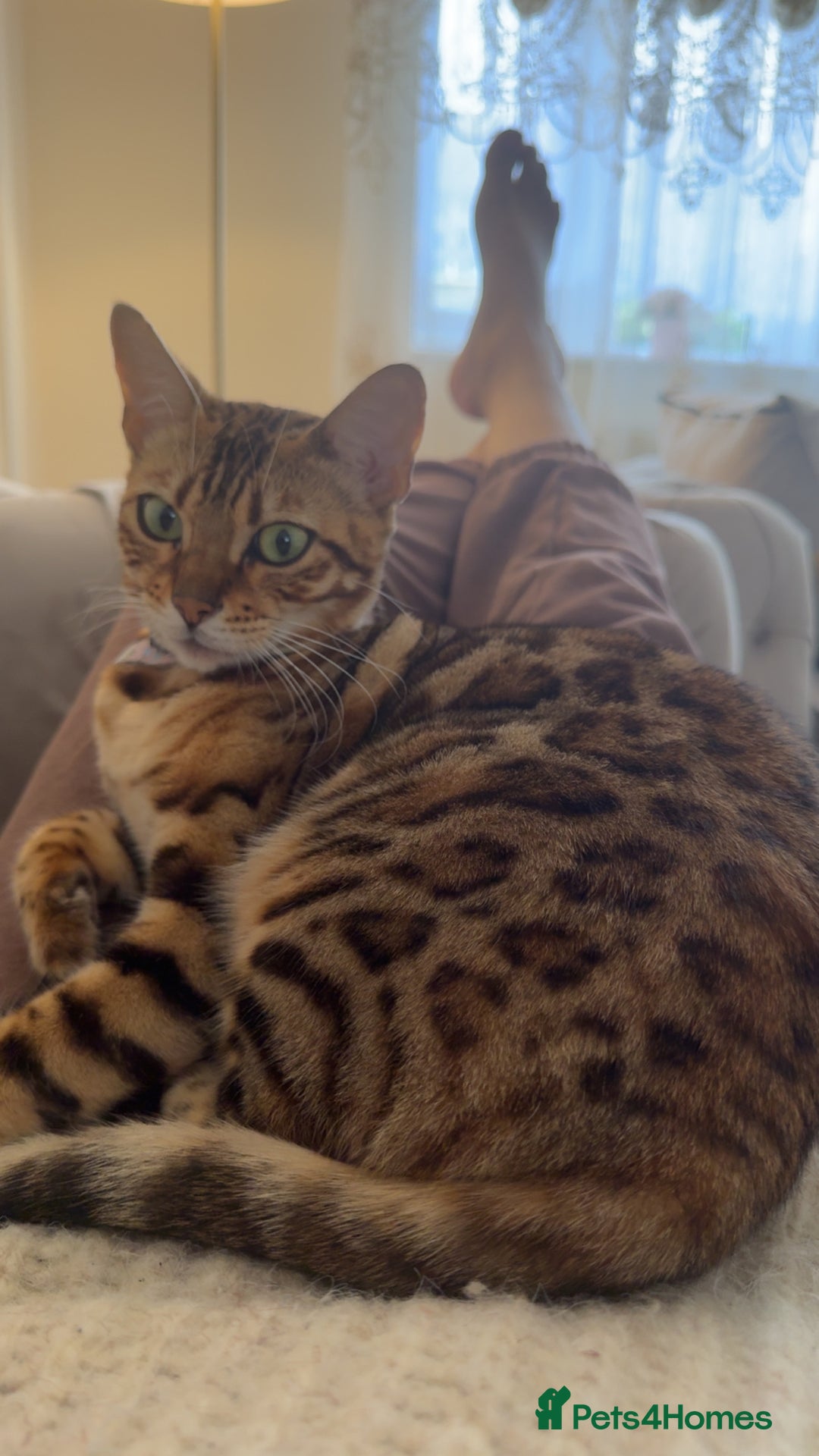 Bengal cats for sale: Bengal female cat - Advert 1