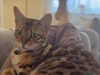 Bengal cats Bengal female cat - Advert 18