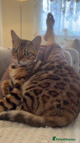 Bengal cats Bengal female cat - Advert 9