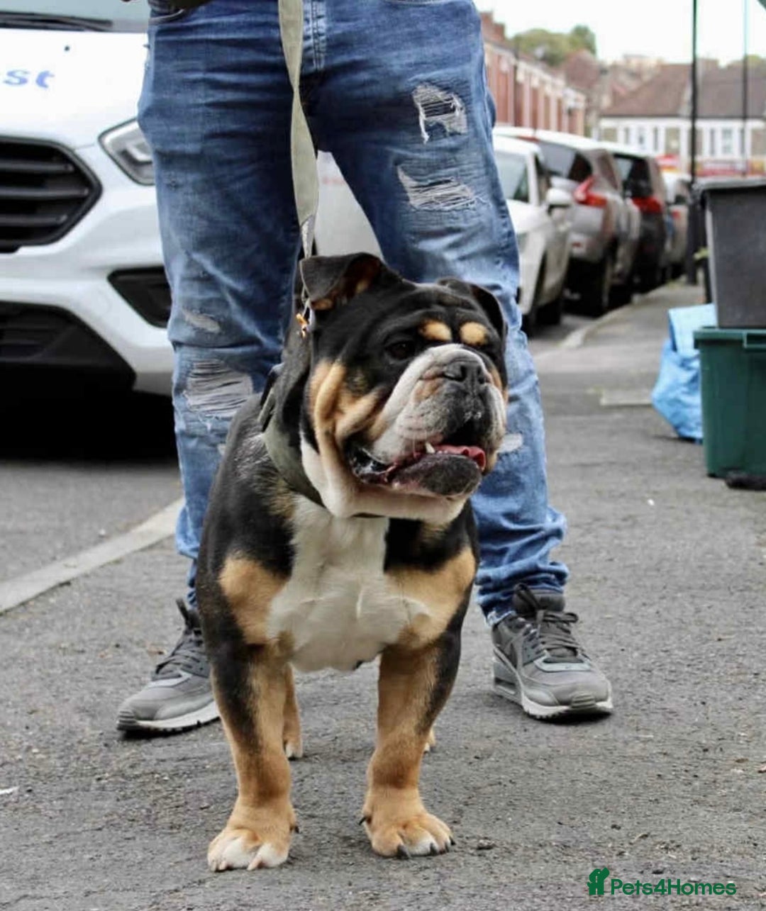 English Bulldog dogs for sale: English bulldogs! SERIOUS DNA  - Image 11