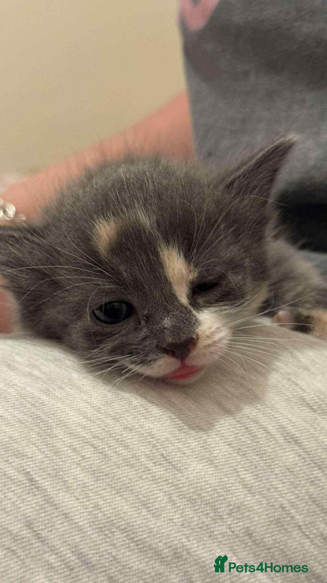 Mixed Breed cats for sale: ** ready to leave now 9 wks , 2 beautiful girls ** - Image 7