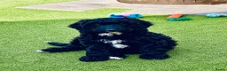 Sproodle dogs for sale: Stunning F1 Sproodles  - Advert 13