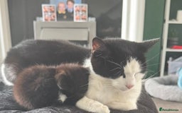 Mixed Breed cats for sale: 1 male 1 female kitten  - Image 3