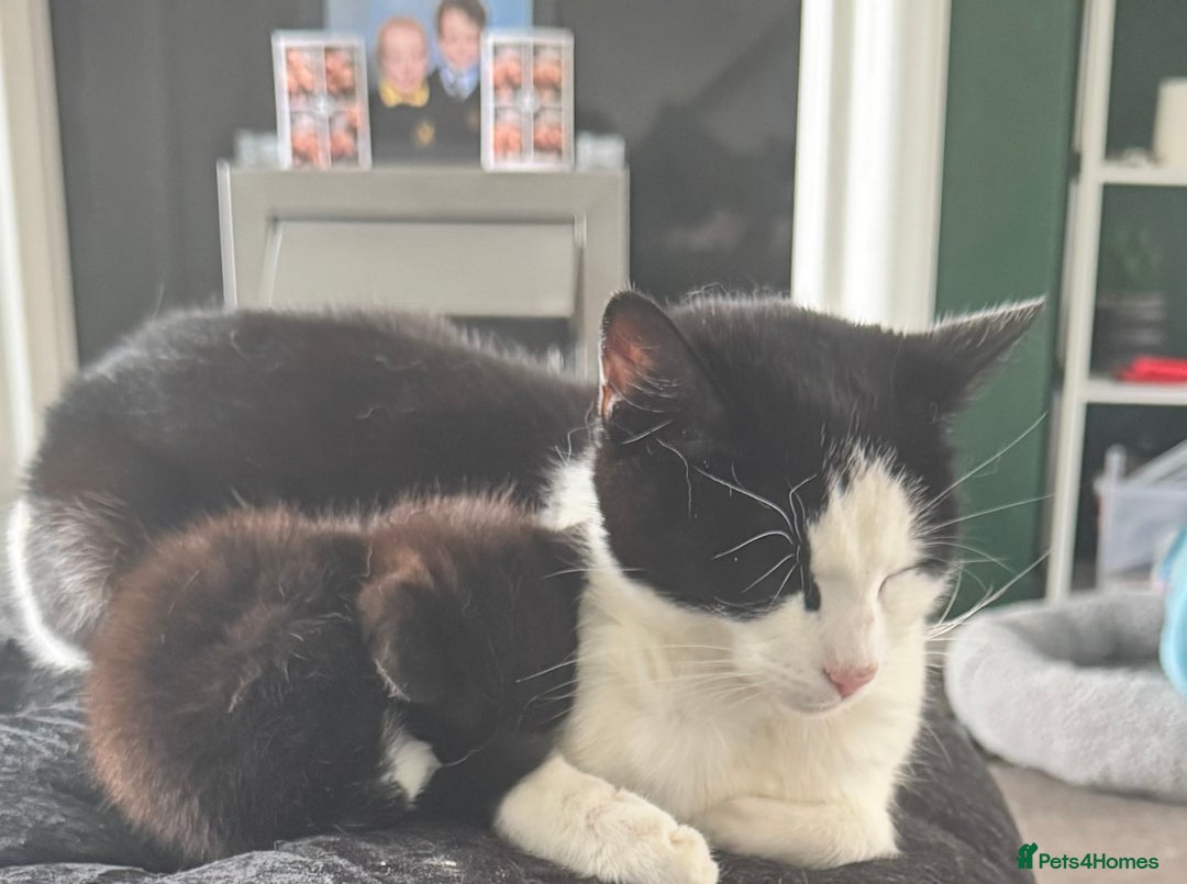 Mixed Breed cats for sale: 1 male 1 female kitten  - Image 3