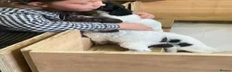 Sprocker dogs for sale: Beautiful F2 Sprocker Puppies  - Advert 10
