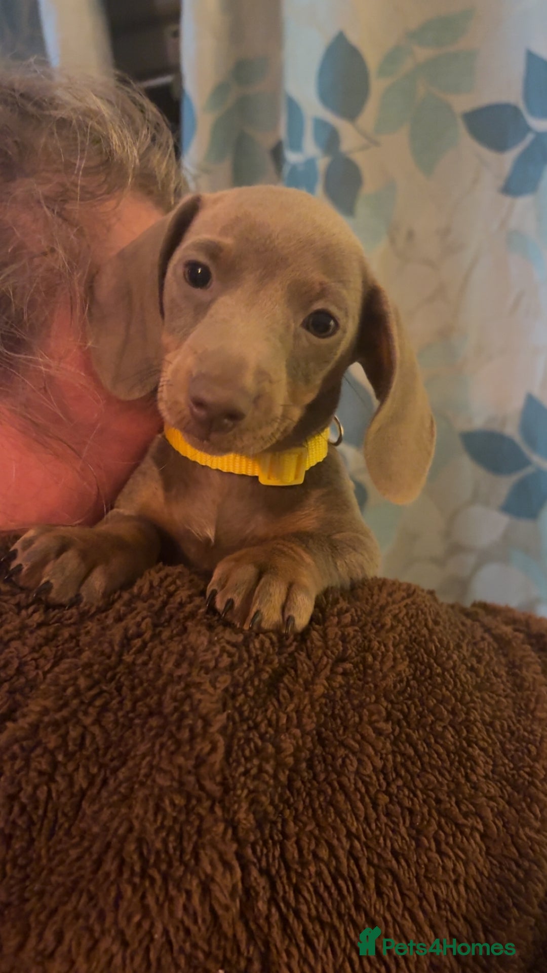 Miniature Dachshund dogs for sale: ISABELLA AND TAN MINIATURE DACHSHUND PUPPIES  - Advert 15