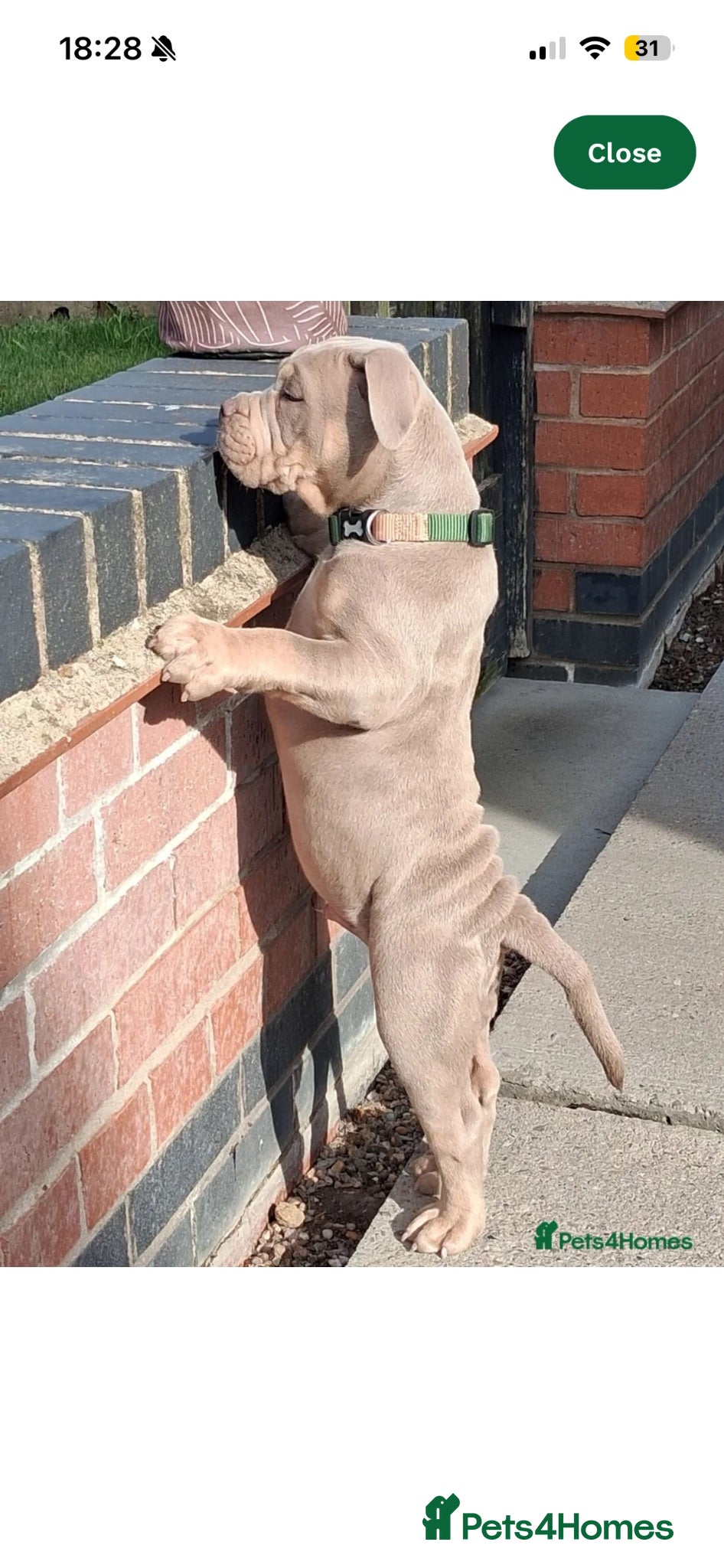 Mixed Breed dogs English bulldog cross pocket bully  - Advert 2
