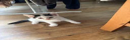 Mixed Breed cats for sale: Kittens Ready Now - 4 Males, 1 Female  - Advert 8