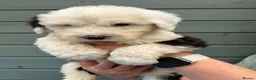Old English Sheepdog dogs for sale: Kc Registered Old English Sheepdogs  - Advert 12