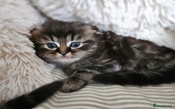 Mixed Breed cats for sale: British Shorthair blue x Siberian  - Image 5