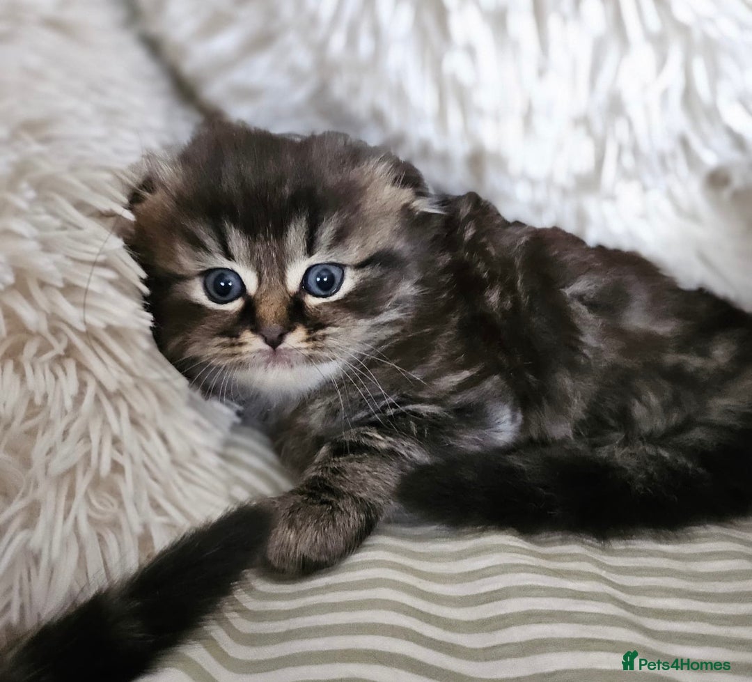 Mixed Breed cats for sale: British Shorthair blue x Siberian  - Image 5